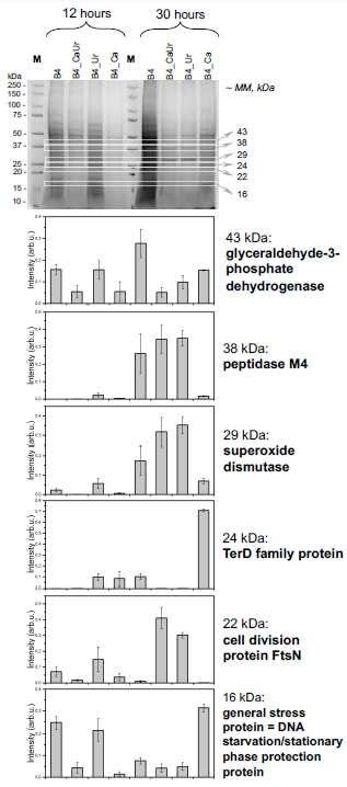 Proteomic Analysis Of The Ecm Associated With Cells After The Growth