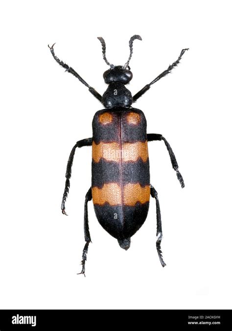 Mylabris Blister Beetle Mylabris Phalerata This Beetle Is Used In