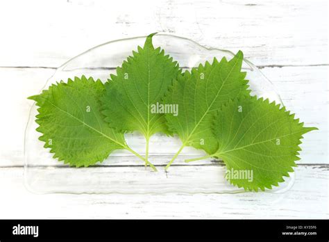 Shiso Stock Photo - Alamy