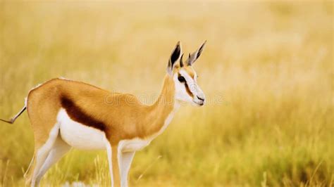 An Adorable Springbok Antelope Standing and Waving Its Tail in the Grass of Savanah, Botswana ...