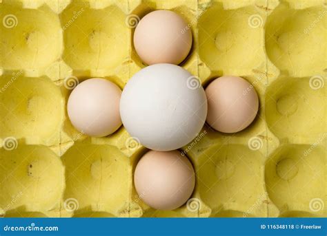 Giant Size Goose Egg between Small Chicken Eggs Stock Photo - Image of ...