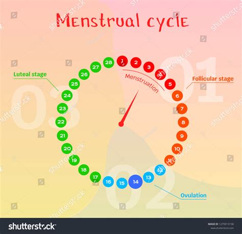 Vector Diagram Female Menstrual Cycle Phases เวกเตอร์สต็อก ปลอดค่าลิขสิทธิ์ 1279913158