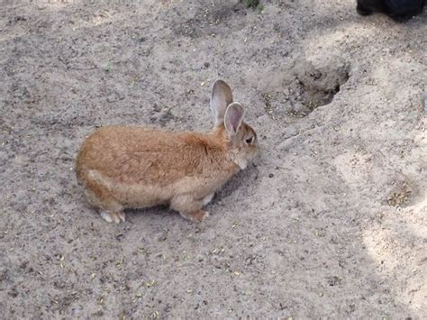 Exploring Finland 2014: Finnish Animals