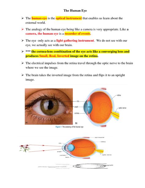 Solution Physics Notes The Human Eye Studypool