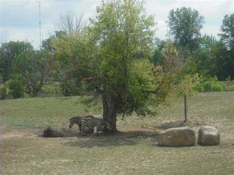 Ft Wayne Childrens Zoo In Fort Wayne Indiana Kid Friendly