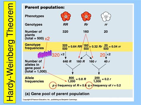 Ppt Hardy Weinberg Theorem Powerpoint Presentation Free Download Id 1365281