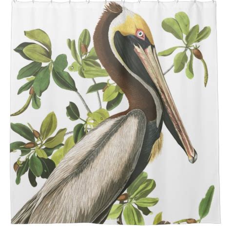 Pelican Bird Audubon Wildlife Shower Curtain