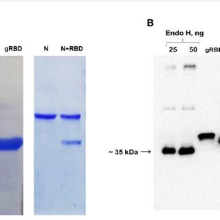 Sds Page And Western Blot Analysis Of Grbd Drbd And Cocktail Antigen