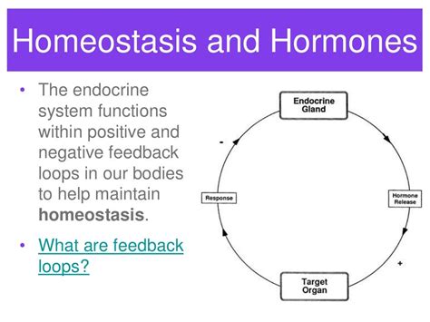 Endocrine System Feedback Loops