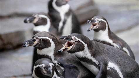 Hamburg Tierpark Hagenbeck Wegen Sturms Geschlossen