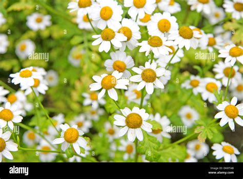 Daisies Growing In Garden Hi Res Stock Photography And Images Alamy