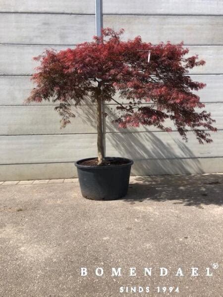 De Top Van Mooiste Bomen Voor Een Moderne Tuin Bomendael