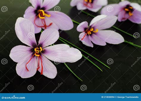 Saffron Crocus flowers stock photo. Image of blooming - 21830094