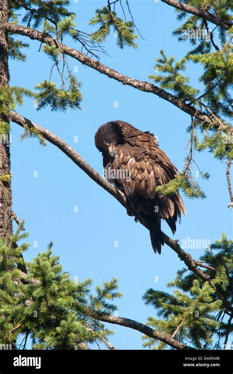 Eagle Preens Itself Stock Photo Alamy