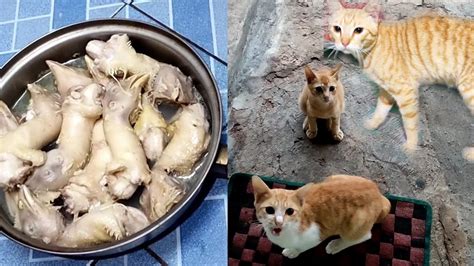 Cara Membuat Makanan Kucing Dari Kepala Ayam Makanan Kucing Murah Dan