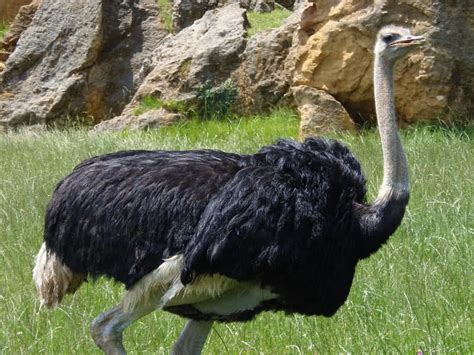 10 Amazing Flightless Birds In The World The Mysterious World