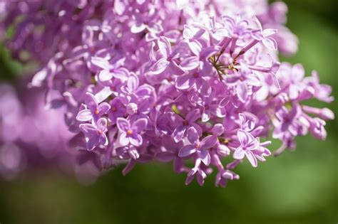 Premium Photo | Beautiful lilac bushes with a soft background spring mood