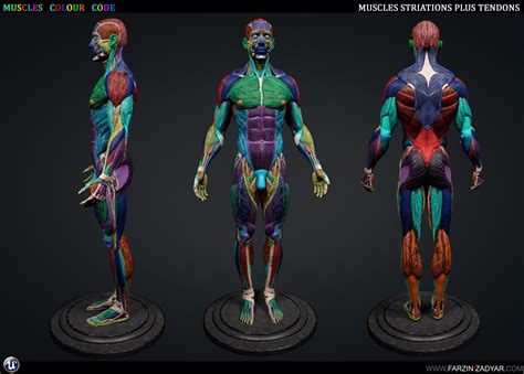 model human anatomy