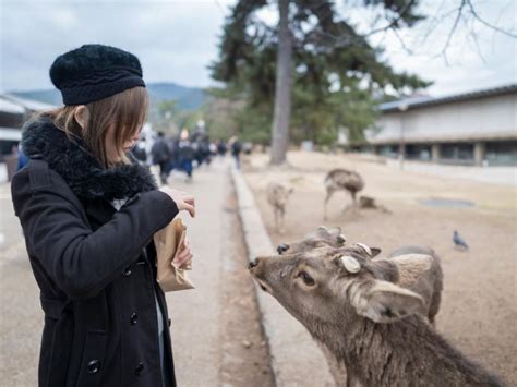 Nara S Historical Wonders A Journey Through Time And Nature Tokyo Ezine