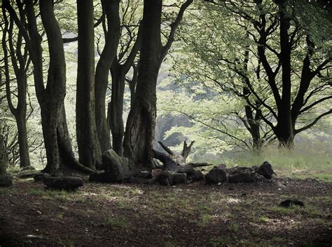 The Woodland Clearing Photograph By Philip Openshaw Fine Art America