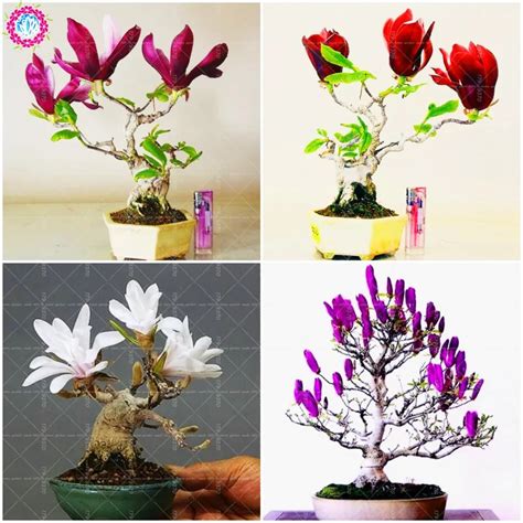 Pcs Bag Bonsai Magnolia Flower Red Magnolia Bonsai Beautiful Rare