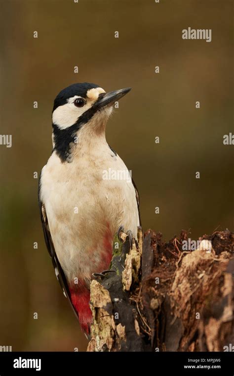 Female Great Spotted Woodpecker Dendrocopos Major West Lothian