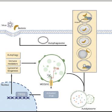 The Role Of Different Types Of Selective Autophagy In Ferroptosis A