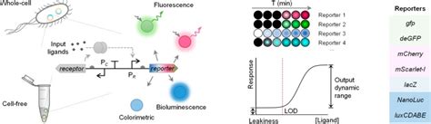 Comprehensive Profiling Of Diverse Genetic Reporters With Application