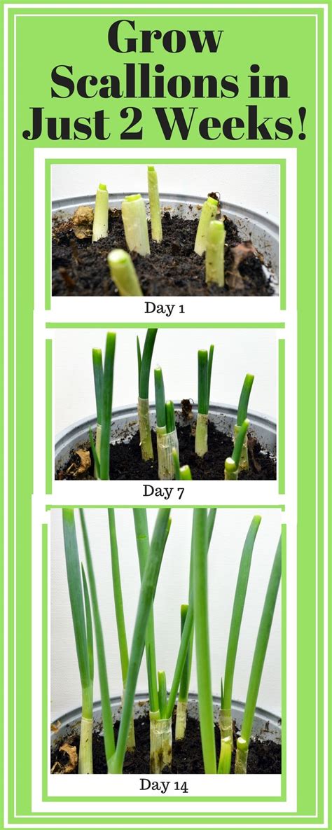 How To Grow Scallions All Year Long Artfully Creative Life Growing