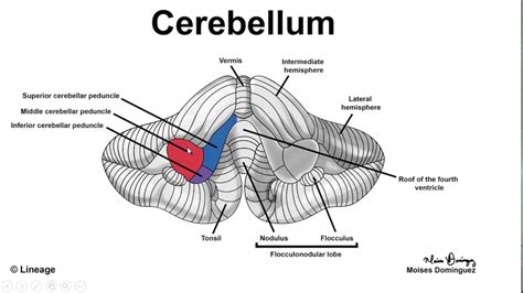 Cerebellum Anatomy Diagram