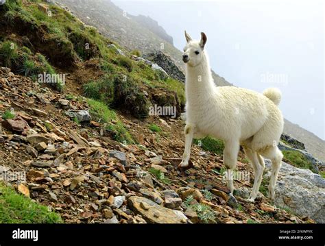 Llama Lama Glama Mammal Living In The South American Andes Stock