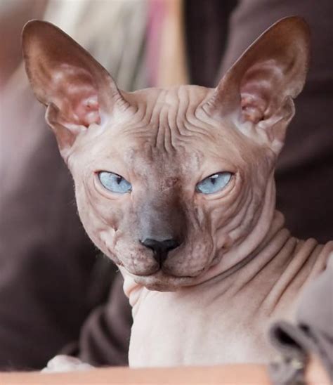 Peterbald Info Personality Care Training Kittens Pictures