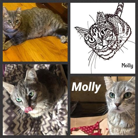 ♥️🐾FIV-Positive Cats🐾♥️... - The Euclid Beach Cat Project | Facebook