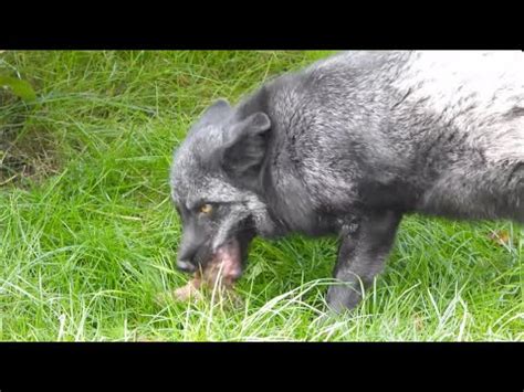 Silberfuchs Frisst Fleisch K Youtube