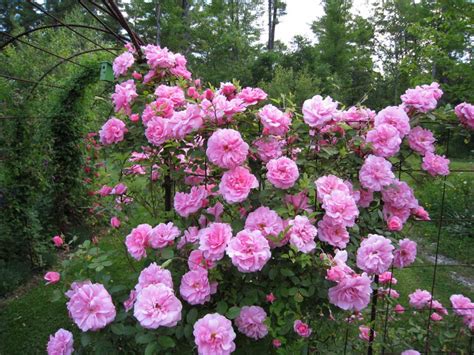 Climbing Roses Trellis, Climbing Flowers, Rose Trellis, Diy Trellis ...