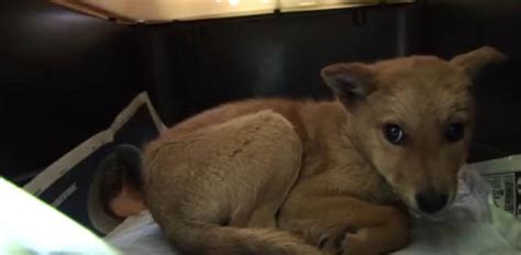 Scared Shelter Dog Transforms into a Brave Rescue Dog - Orvis News