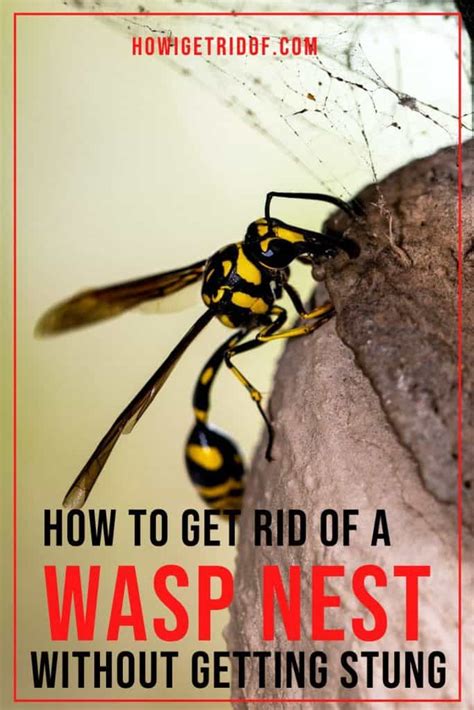 How To Get Rid Of A Wasp Nest Without Getting Stung How I Get Rid Of