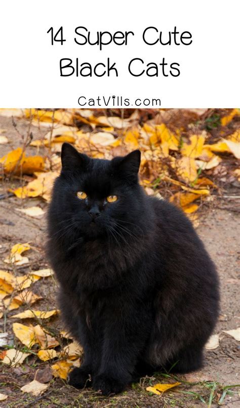 Fluffy Black Cat Breeds: 17 Beautiful Ebony Felines | Black cat breeds, Cute black cats, Cat breeds