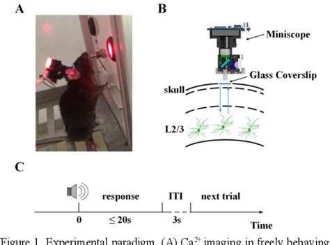 Decoding With Calcium Signals From Layer Motor Cortex During A