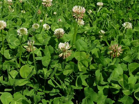 Trifolium Repens Plantas CONECT E