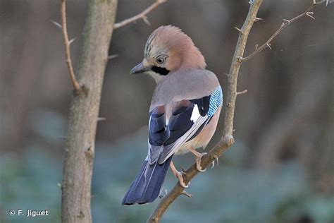 Geai Des Chênes Garrulus Glandarius Observatoire De La Biodiversité