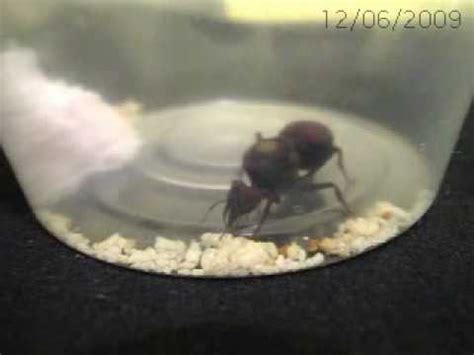 Leafcutter Ant Queen For Sale - 09/2021