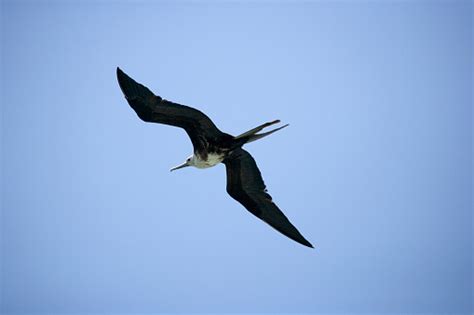 Female Magnificent Frigatebird Fregata Magnificens In Flight Galapagos