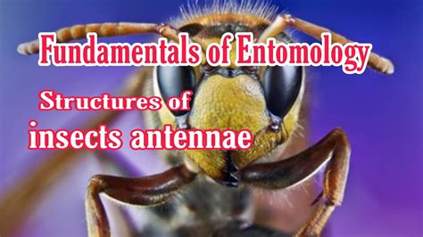 What Is Insect Antennae Insect Antennae Types Fundamental Of