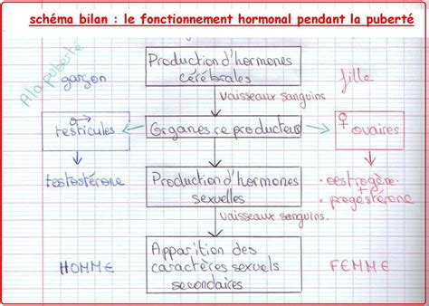 La Communication Hormonale Cours De Svt 4ème Vive Les Svt