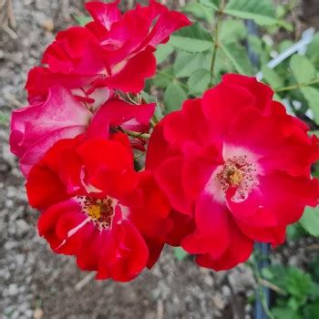 Питомник Евгения Коноплева