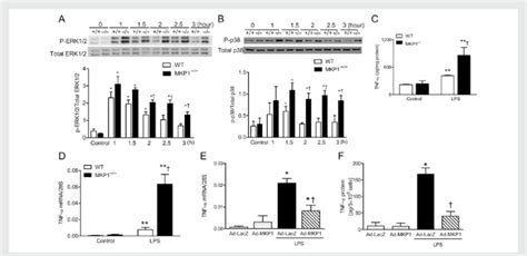 Mkp1 Inhibits Myocardial Erk12 And P38 Activation And Tnf A Expression