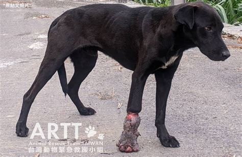 台灣動物緊急救援小組 救援後續 阿里山中山豬吊腿爛浪犬