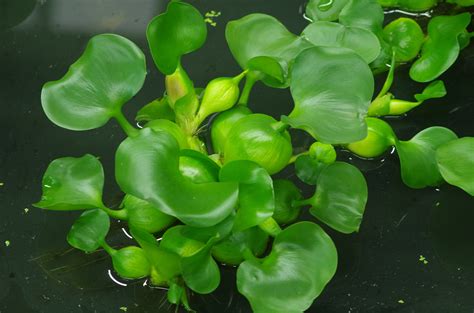 Plantas Acu Ticas Flotantes Para Peceras O Acuarios Me Lo Dijo Lola