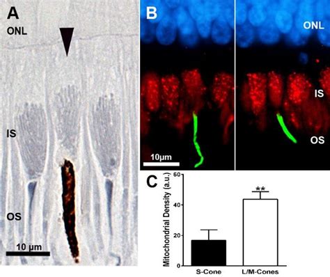 Cone Inner Segments Is Where Mitochondria Have Been Labelled With Two Download Scientific